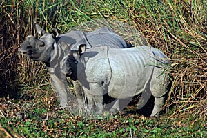 View of a rhinoceros Family.