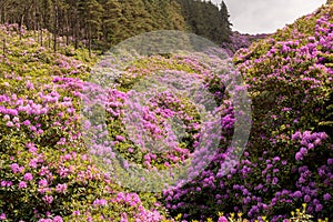 View on rhododendron blossom at the vee, ireland