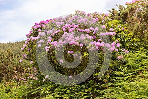 View on rhododendron blossom at the vee, ireland