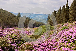 View on rhododendron blossom at the vee, ireland