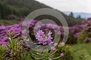 View on rhododendron blossom at the vee, ireland