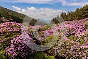 View on rhododendron blossom at the vee, ireland