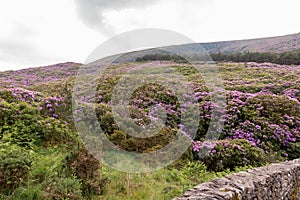 View on rhododendron blossom at the vee, ireland