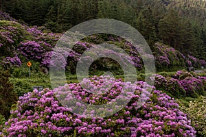 View on rhododendron blossom at the vee, ireland