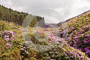 View on rhododendron blossom at the vee, ireland