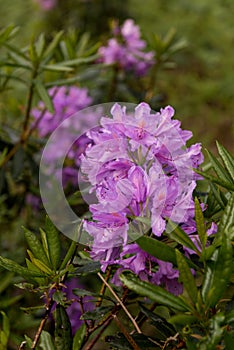 View on rhododendron blossom at the vee, ireland