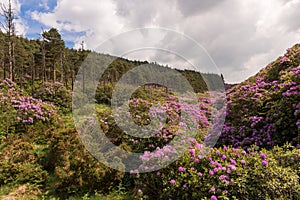 View on rhododendron blossom at the vee, ireland