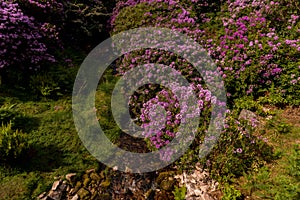 View on rhododendron blossom at the vee, ireland