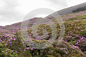 View on rhododendron blossom at the vee, ireland