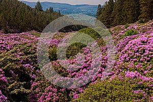 View on rhododendron blossom at the vee, ireland