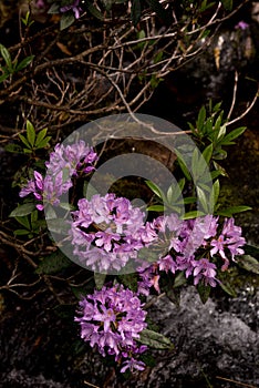 View on rhododendron blossom at the vee, ireland