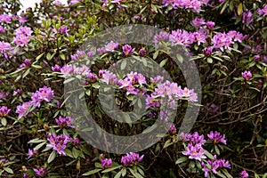 View on rhododendron blossom at the vee, ireland