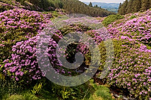 View on rhododendron blossom at the vee, ireland