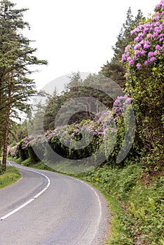 View on rhododendron blossom at the vee, ireland
