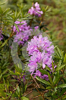 View on rhododendron blossom at the vee, ireland