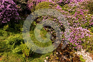 View on rhododendron blossom at the vee, ireland