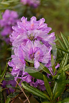 View on rhododendron blossom at the vee, ireland