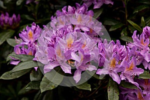 View on rhododendron blossom at the vee, ireland