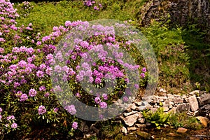 View on rhododendron blossom at the vee, ireland