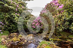 View on rhododendron blossom at the vee, ireland