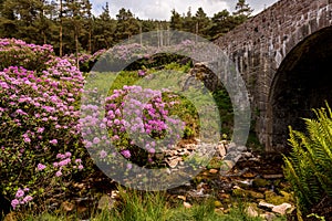 View on rhododendron blossom at the vee, ireland