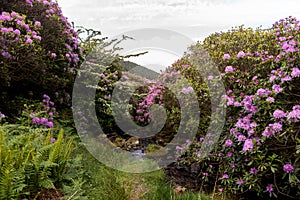 View on rhododendron blossom at the vee, ireland