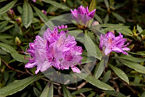 View on rhododendron blossom at the vee, ireland