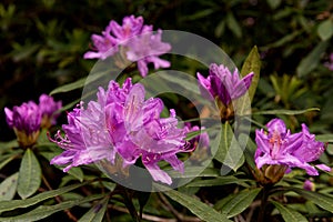 View on rhododendron blossom at the vee, ireland