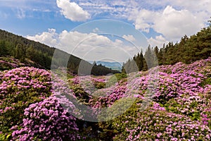 View on rhododendron blossom at the vee, ireland