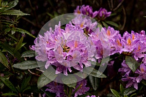 View on rhododendron blossom at the vee, ireland