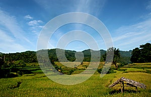 View of Rice field in Anyer Banten