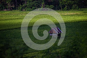 View of Rice Field at Barru