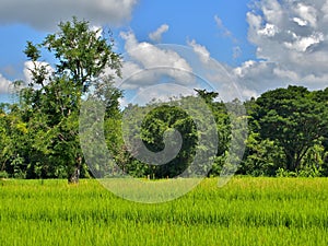 View of rice field in Chiang Mai, Thailand.