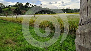 The rice field and grass side by side