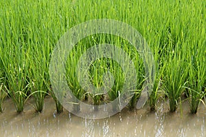 View of rice field or paddy field.