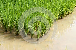 View of rice field or paddy field.