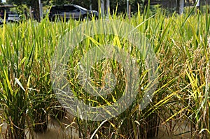 View of rice field or paddy field.