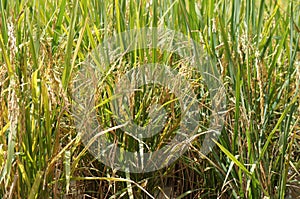 View of rice field or paddy field.