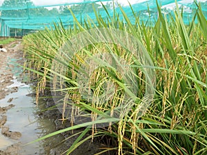 View of rice field or paddy field.