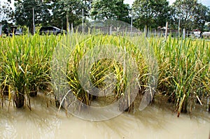 View of rice field or paddy field.