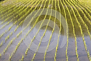 View on a rice field with plants in a row on an irrigated field.