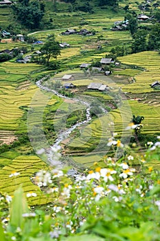 View of rice field with river in Tavan village