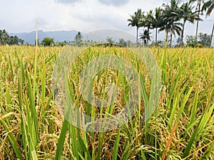 view of rice field in suburbian photo