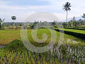 View of rice field in a village