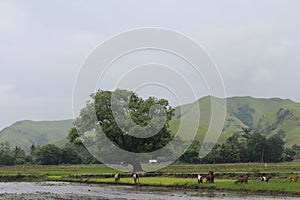 view of the rice fields