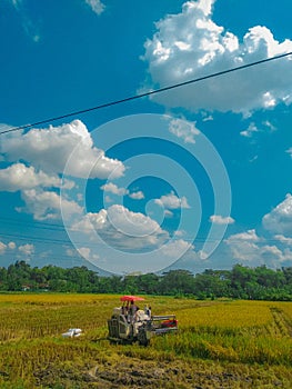 View of rice fields
