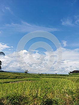 View of rice fields above bright blue clouds