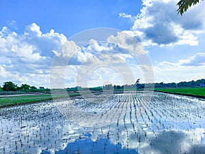view of rice fields above the clear sky