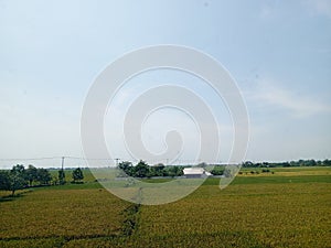 view of rice fields from above