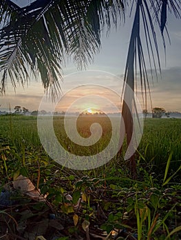 view of rice fields accompanied by the emergence of the morning sun